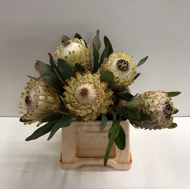 Protea barbigera ice queen.jpg